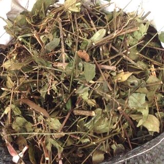 Chè vằng sẻ Nghệ An, lợi sữa, loại bỏ nhiễm tia sữa, điều hòa kinh nguyệt, ngừa chứng áp xe vú I Kho Thảo Dược 24h