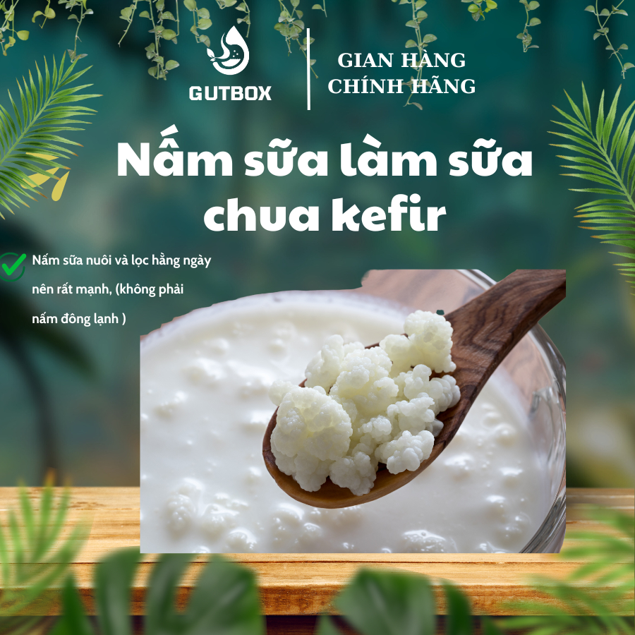 Nấm sữa kefir làm sữa chua kefir (milk kefir)