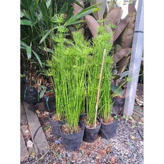 Cây Thủy Trúc Thái (CYPERUS HASPAN)