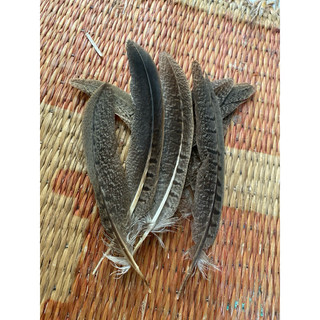 Lông trĩ 11-25cm 5 cọng
