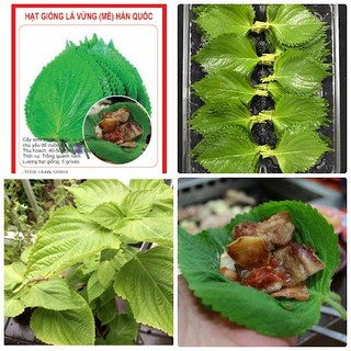 Hạt Giống Lá Mè Hàn Quốc - Tía Tô Xanh - Lá Mè Xanh