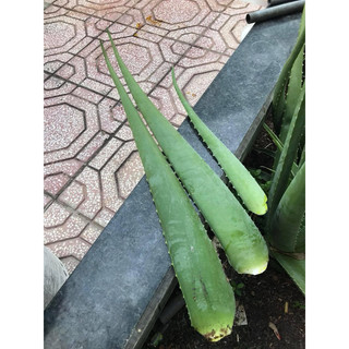 Nha đam tươi cắt bẹ (1kg)