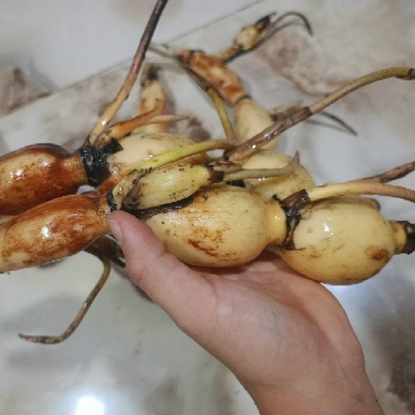 1kg Củ Sen Giống