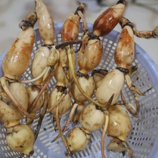 1kg Củ Sen Giống