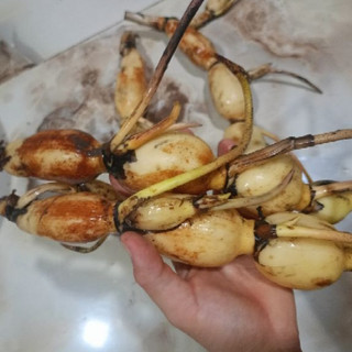 1kg Củ Sen Giống