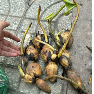 1kg Củ Sen Giống