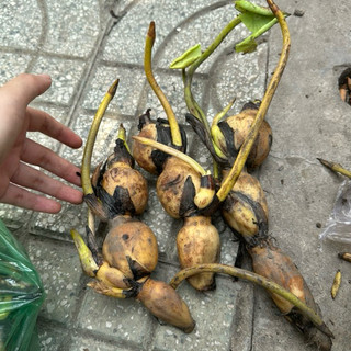 1kg Củ Sen Giống