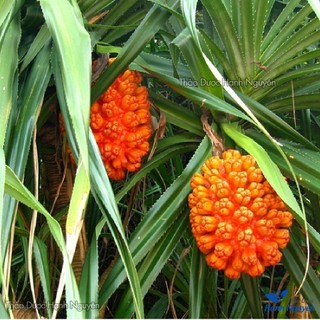 Dứa dại khô 500g, quả dứa rừng, hỗ trợ sỏi thận, sỏi mật, bí tiểu, tiểu rắt, tốt cho đường tiết niệu