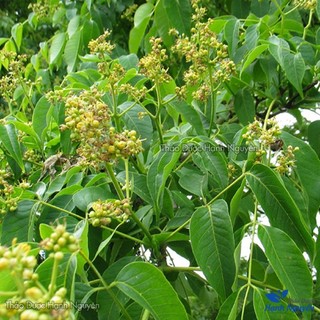 Vỏ núc nác khô 100g, hoàng bá nam, thái phiến, vàng, sạch, hỗ trợ giảm dạ dày, bổ phế, giảm ho