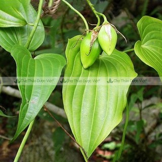 Bách bộ khô 1kg, củ ba mươi, thơm, sạch - Chợ Thảo Dược Việt