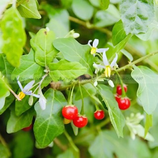 Cà gai leo khô 100g, trà cà gai leo thanh nhiệt, mát gan, giải độc, tốt cho sức khỏe
