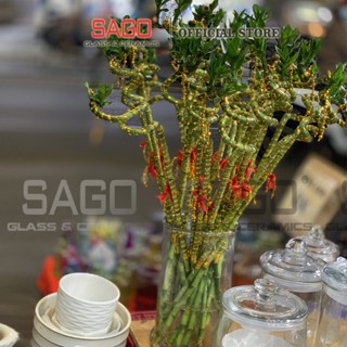    Bó 10   Cây Phát Tài Xoắn  Trúc Phát Tài Xoắn Cao cấp | Cây Phát Tài Loại I 