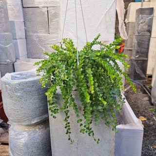 Cây lan tim chậu treo