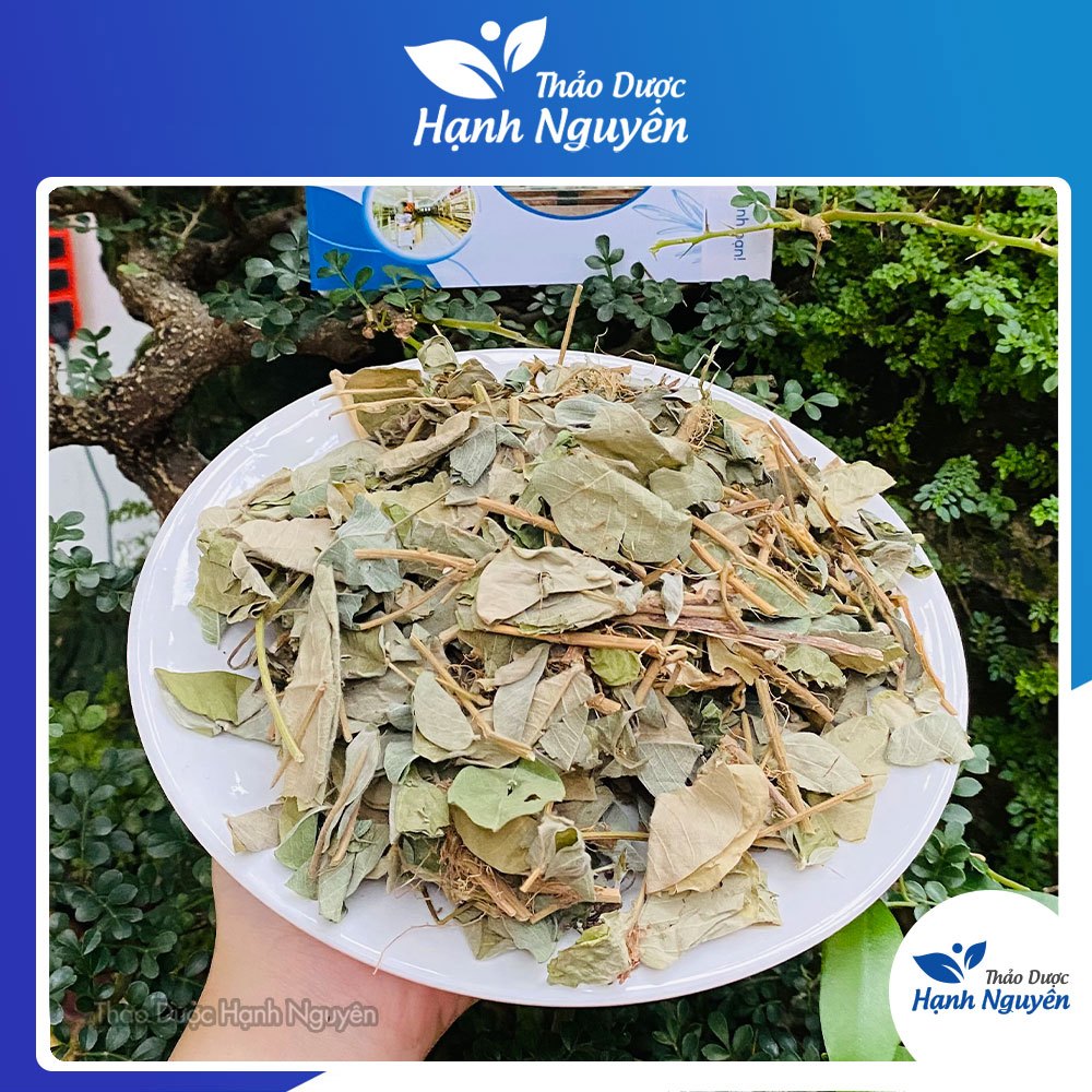 Kim tiền thảo khô 100g, hỗ trợ sỏi thận, sỏi mật, giảm tiểu rắt, lợi tiểu, tốt cho đường tiết niệu