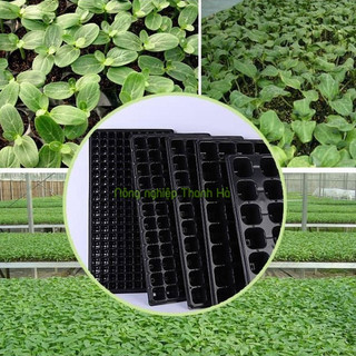 5 Khay gieo hạt giống 72 lỗ - CH9