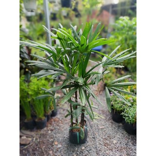 Cây mật cật 80-90cm(chỉ giao hỏa tốc HCM)