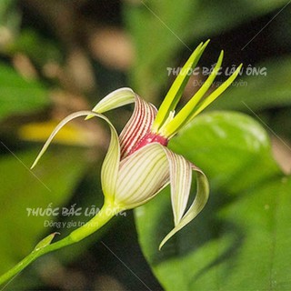 Bách Bộ 100g