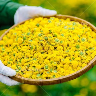 Hoa cúc chi sấy khô 500g (Trà hoa cúc vàng thanh lọc cơ thể)