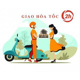 Hạt giống Ngò Gai Phú Nông