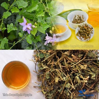 Cà gai leo 100g, khô, sạch, trà cà gai, giúp mát gan, hạ men gan, thanh nhiệt, giải độc cơ thể