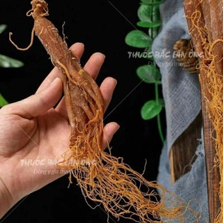 Nhị hồng sâm khô 100g, sâm râu, không tẩm đường, giúp bổ máu, tăng cường sức khoẻ, ngừa ung thư