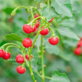 Cà Gai Leo 500g