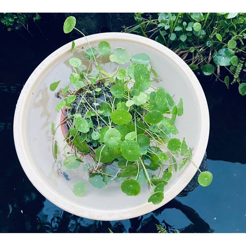 Chậu gốm thủy sinh  Decord cho sân vườn