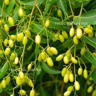 Lá neem khô 500g (Lá xoan ấn độ, lá nem kháng khuẩn)