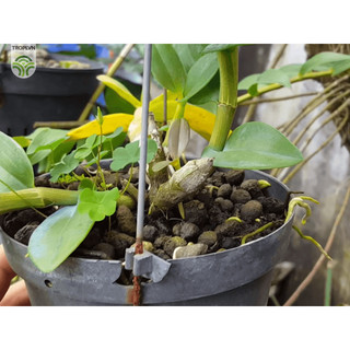 Túi lưới phân dê hữu cơ kích thước 15-20cm