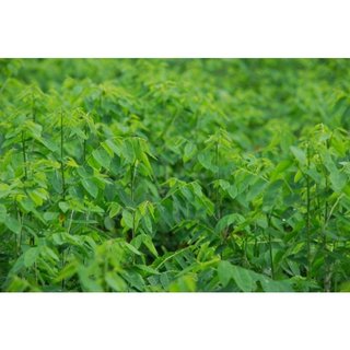 Hạt giống rau ngót