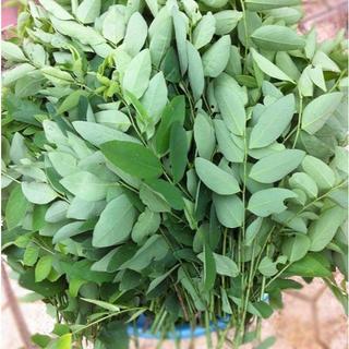 Hạt giống rau ngót