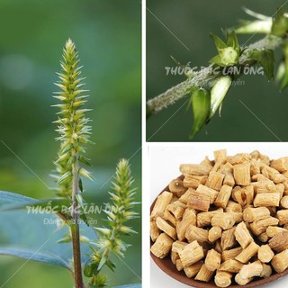 Ngưu Tất Nam 100g