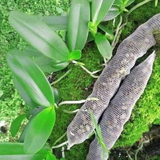 Phân dê hữu cơ kích thước 20-25cm