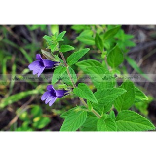 Nhân trần lá khô 500g, trà nhân trần, nguyên lá không cành, giúp thanh nhiệt, giải khát, mát gan