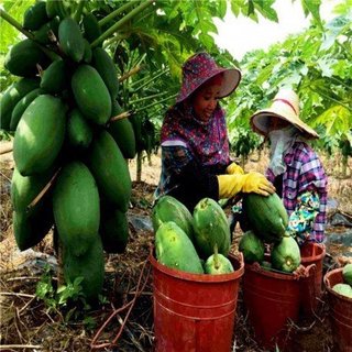 Hạt giống đu đủ lùn siêu trái