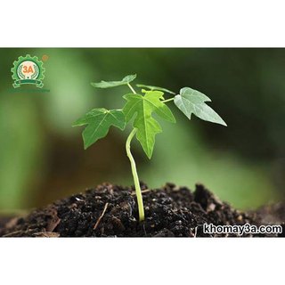 Hạt giống đu đủ lùn siêu trái