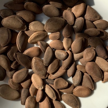 Qua Lâu Nhân 100g