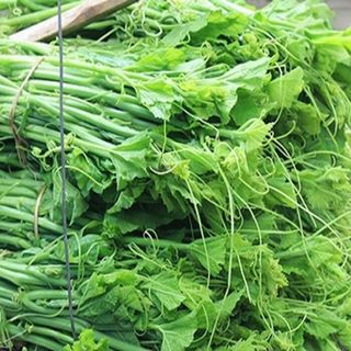 Hạt Giống Bầu Siêu Ngọn