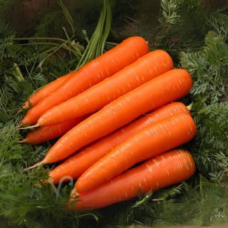 Hạt Giống Củ Cà Rốt Dễ Trồng, Chăm Sóc