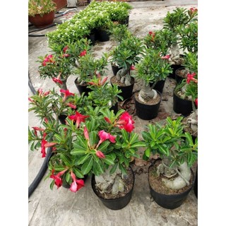 Sứ Kỳ Duyên & sứ ánh dương (cây nguyên bản .chiết cành)tặng kèm phân bón