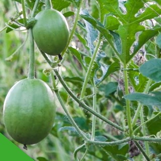 Hạt Giống Dưa Hấu Thu Non (Dưa Canh) Trái Sai Trồng Quanh Năm