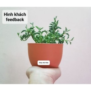Chậu đất nung - chậu trứng miệng 9.5, cao 7