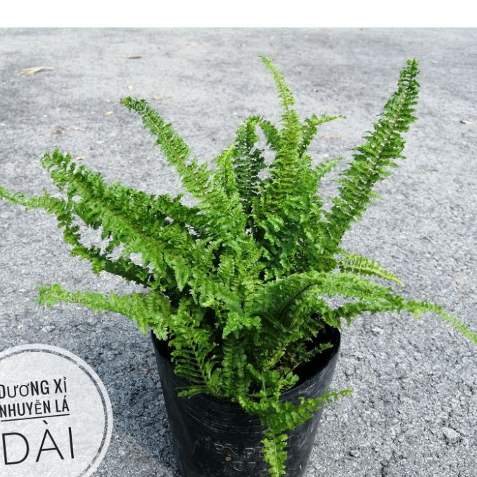 Cây Dương Xỉ Lá Nhuyễn (loại lá dài)