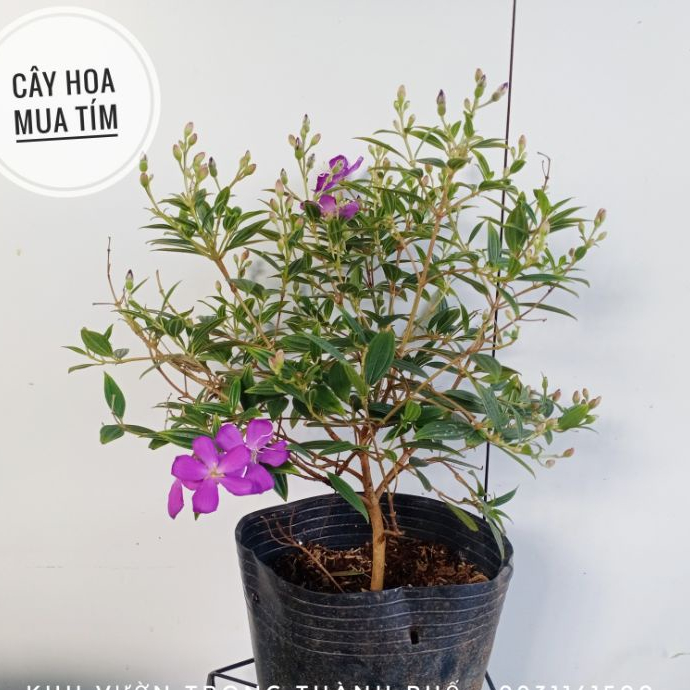 Cây Hoa sim cảnh, sim tím, cây hoa mua tím