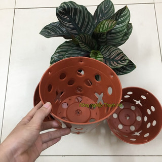 Chậu trồng lan phi 23cm - CN15