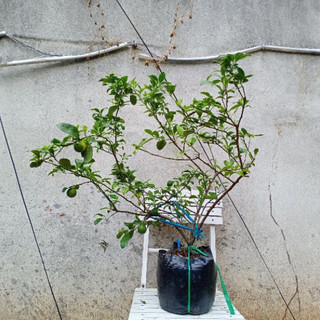 Cây chanh ta (chanh tứ quý) size 45-60cm, gốc chắc khoẻ