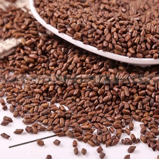 Thảo quyết minh khô 100g, hạt muồng muồng, to, sạch, giúp thanh nhiệt, sáng mắt, nhuận tràng