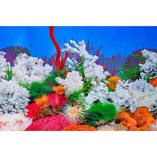 Tranh dán hồ cá, trang trí bể cá cao 60cm