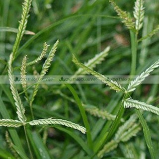 Cỏ mần trầu khô 100g, sạch, thơm, dùng gội đầu, giúp mượt tóc, mọc tóc