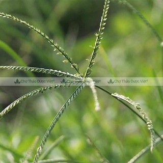 Cỏ mần trầu khô 100g, sạch, thơm, dùng gội đầu, giúp mượt tóc, mọc tóc